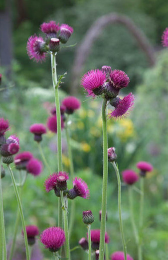 Cirsium Rivulare 'Atropurpureum' , Plume Thistle, Brook Thistle, perennial plant, perennial plants, red flowers, magenta flowers