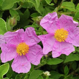 Cistus Creticus, Cretan Rockrose, Pink Rock Rose, Hoary Rockrose, Mediterranean plants, Mediterranean shrubs, Pink flowers, Purple Flowers, Rockrose