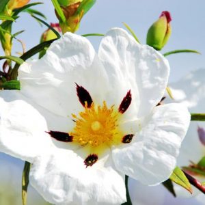 Cistus Ladanifer, Gum Rockrose, Laudanum, Labdanum,Common Gum Cistus, Brown-Eyed Rockrose, Crimson-Spot Rockrose, Cistus maculatus, Cistus Ladaniferus, Mediterranean plants, Mediterranean shrubs, white flowers