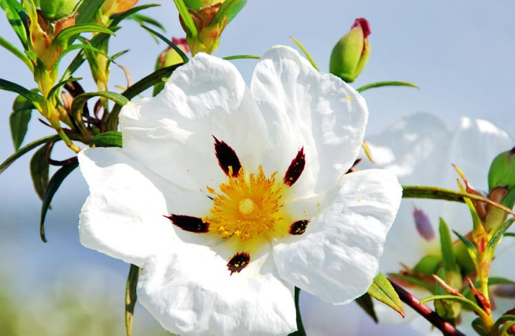 Cistus Ladanifer, Gum Rockrose, Laudanum, Labdanum,Common Gum Cistus, Brown-Eyed Rockrose, Crimson-Spot Rockrose, Cistus maculatus, Cistus Ladaniferus, Mediterranean plants, Mediterranean shrubs, white flowers