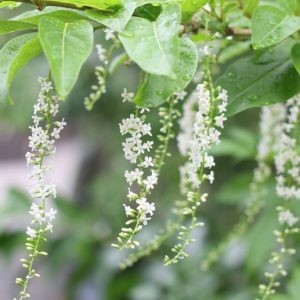 Citharexylum spinosum, Florida Fiddlewood, Spiny Fiddlewood, Florida Native Shrub, Florida Native Tree, Evergreen Shrub, Evergreen Tree