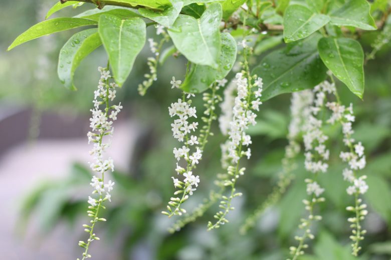 Citharexylum spinosum, Florida Fiddlewood, Spiny Fiddlewood, Florida Native Shrub, Florida Native Tree, Evergreen Shrub, Evergreen Tree