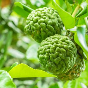 Kaffir Lime, Makrut Lime, Citrus hystrix, Thai Lime, Kieffer Lime, Mauritius Papeda, Leech Lime, Combavas, Wild Lime