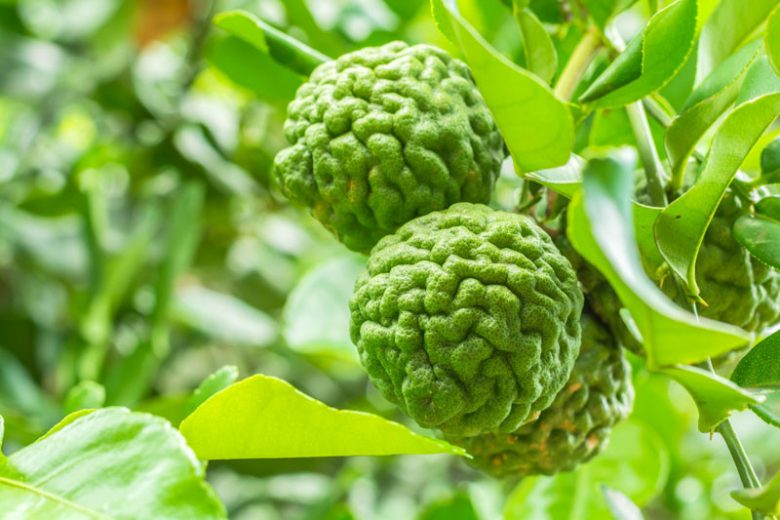 Kaffir Lime, Makrut Lime, Citrus hystrix, Thai Lime, Kieffer Lime, Mauritius Papeda, Leech Lime, Combavas, Wild Lime