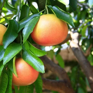 Citrus paradisi, Forbidden Fruit, Grapefruit, Pomelo, Pamplemousse