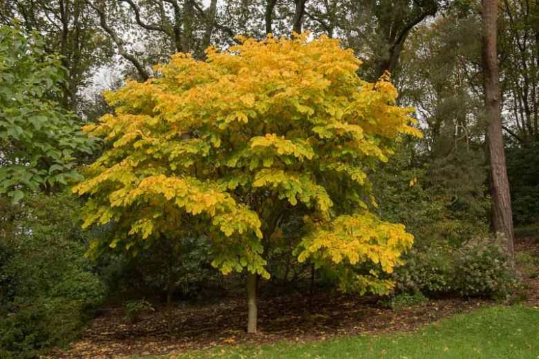 Cladrastis kentukea, Kentucky Yellowwood, Yellowwood, Gopherwood, Virgilia, Yellow Ash, Cladrastis lutea, Cladrastis tinctoria, fall color, White flowers