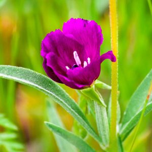 Clarkia purpurea, Winecup Clarkia, Winecup Fairyfan, Purple Clarkia, Purple Flowers, Pink Flowers, California Native Wildflowers, California Native plants