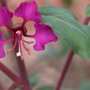 Clarkia unguiculata, Elegant Clarkia, Elegant Fairyfan, Mountain Garland, Clarkia elegans, Purple Flowers, Pink Flowers