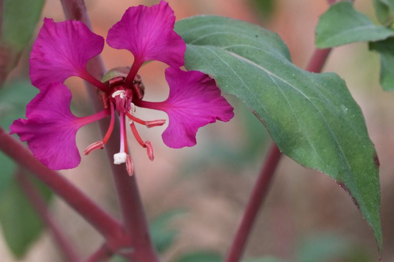 Clarkia unguiculata, Elegant Clarkia, Elegant Fairyfan, Mountain Garland, Clarkia elegans, Purple Flowers, Pink Flowers