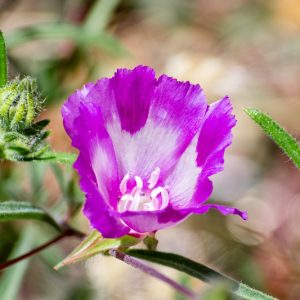 Clarkia williamsonii, Fort Miller Clarkia, Godetia, Purple Flowers, Pink Flowers