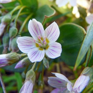 Claytonia lanceolata,Western Spring Beauty, Lanceleaf Spring Beauty, Spring Beauty, Indian Potato, White flowers, Spring flowers, Shade perennials