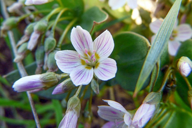 Claytonia lanceolata,Western Spring Beauty, Lanceleaf Spring Beauty, Spring Beauty, Indian Potato, White flowers, Spring flowers, Shade perennials