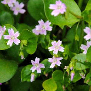 Claytonia sibirica, Siberian Springbeauty, Siberian Miners Lettuce, Pink Purslane, Candy Flower, Chinese Chickweed, Miner's Lettuce, Siberian Purslane, Pink flowers, Spring flowers, Shade perennials
