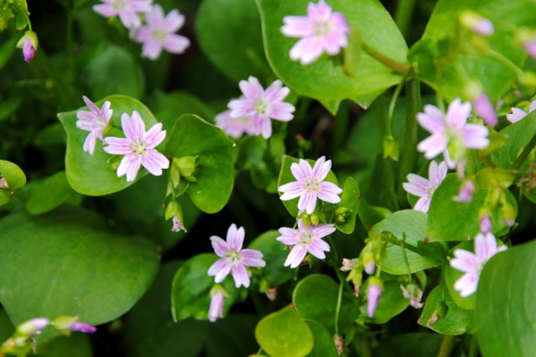 Claytonia sibirica, Siberian Springbeauty, Siberian Miners Lettuce, Pink Purslane, Candy Flower, Chinese Chickweed, Miner's Lettuce, Siberian Purslane, Pink flowers, Spring flowers, Shade perennials