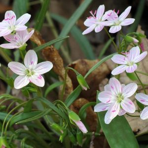 Claytonia virginica, Virginia Springbeauty, Springbeauty, Virginia Spring Beauty, Spring Beauty, Good Morning Spring, Grass Flower, Wild Potato, Purple flowers, Spring flowers, Shade perennials