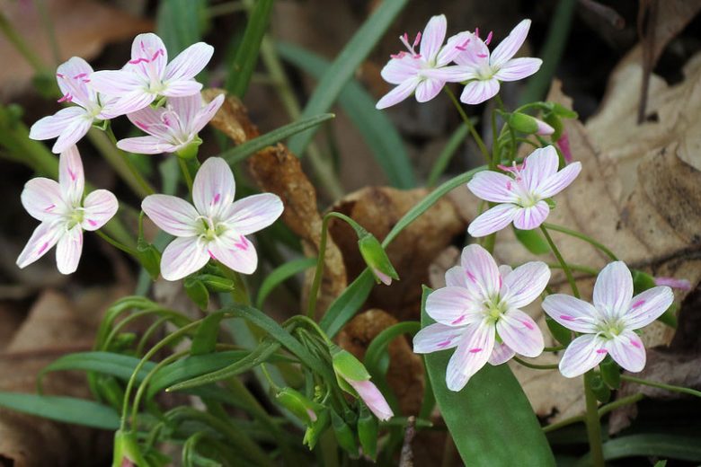 Claytonia virginica, Virginia Springbeauty, Springbeauty, Virginia Spring Beauty, Spring Beauty, Good Morning Spring, Grass Flower, Wild Potato, Purple flowers, Spring flowers, Shade perennials