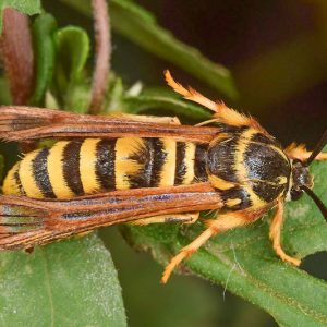 Clearwing Borers, Clearwing Moth, Sycamore Borer, Western Poplar Clearwing, Sequoia Pitch Moth, Ash Borer, Douglas Fir Pitch Moth, Peachtree Borer