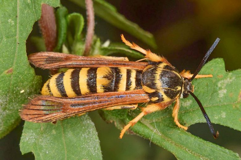 Clearwing Borers, Clearwing Moth, Sycamore Borer, Western Poplar Clearwing, Sequoia Pitch Moth, Ash Borer, Douglas Fir Pitch Moth, Peachtree Borer