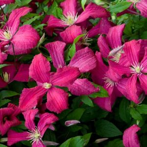Clematis 'Abundance', Clematis Viticella 'Abundance', group 3 clematis, Red clematis, Red flowers, Red Vines