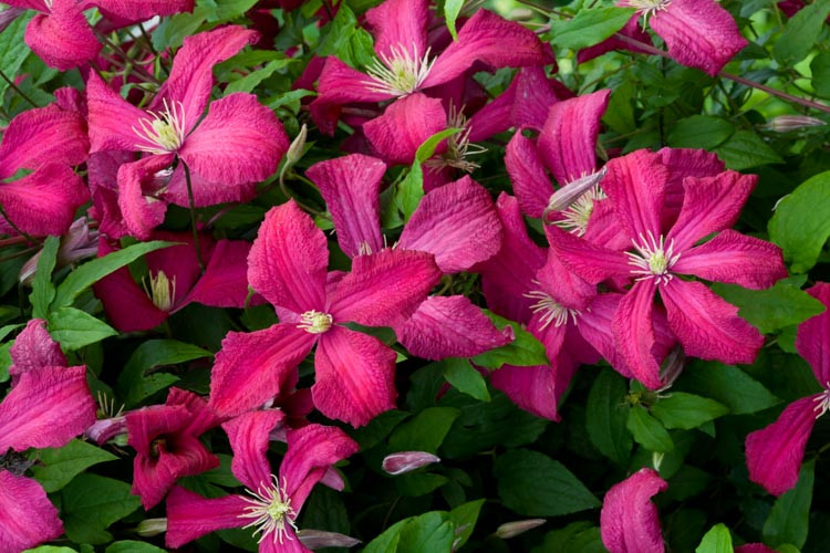 Clematis 'Abundance', Clematis Viticella 'Abundance', group 3 clematis, Red clematis, Red flowers, Red Vines
