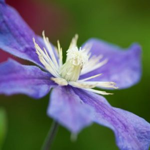 Clematis Arabella, Small-Flowered Clematis , Integrifolia clematis, group 3 clematis, purple clematis, blue clematis, Clematis Vine, Clematis Plant, Flower Vines