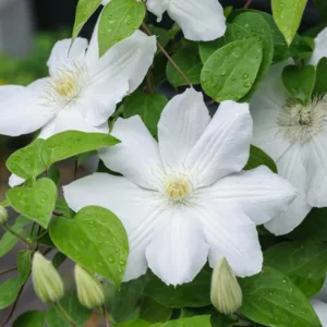 Clematis 'Asagasumi', Large-Flowered Clematis 'Asagasumi', group 2 Clematis, White Clematis, Cream Clematis, Clematis Vine, Clematis Plant, Flower Vines, Clematis Flower, Clematis Pruning
