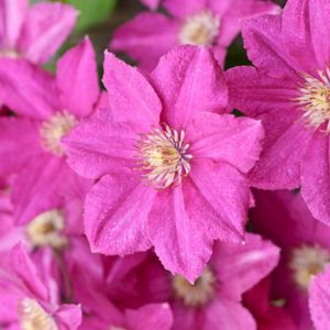 Clematis 'Asao', Large-Flowered Clematis 'Asao', group 2 clematis, Pink clematis, Clematis Vine, Clematis Plant, Flower Vines, Clematis Flower, Clematis Pruning,