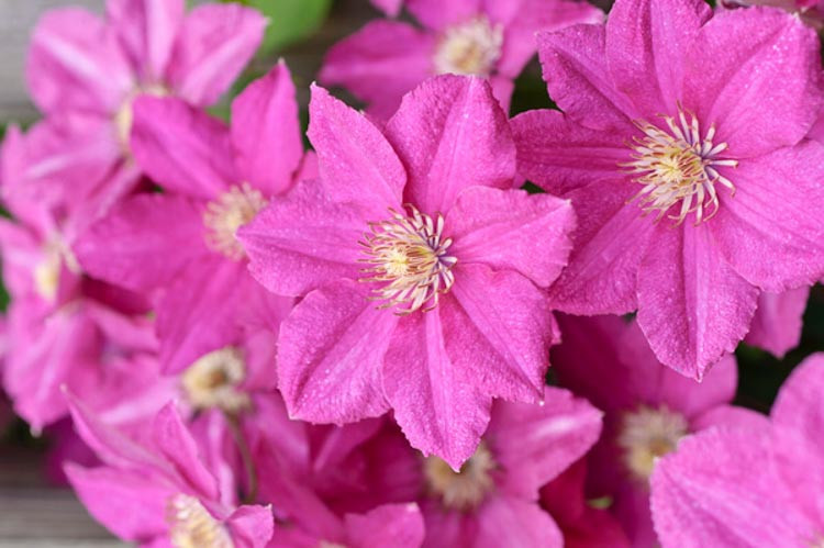 Clematis 'Asao', Large-Flowered Clematis 'Asao', group 2 clematis, Pink clematis, Clematis Vine, Clematis Plant, Flower Vines, Clematis Flower, Clematis Pruning,