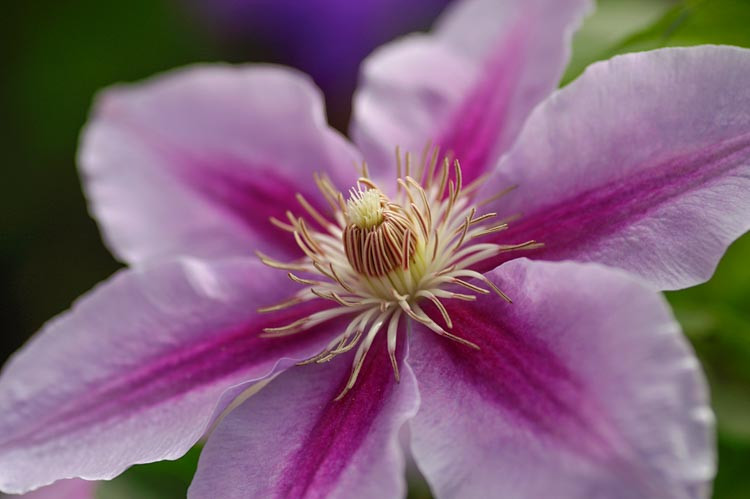 Clematis 'Bees' Jubilee', Large-Flowered Clematis 'Bees' Jubilee', group 2 clematis, Pink clematis, Clematis Vine, Clematis Plant, Flower Vines, Clematis Flower, Clematis Pruning