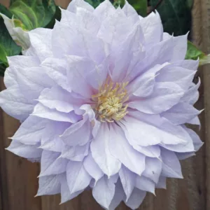 Clematis 'Belle of Woking', Early Large-Flowered Clematis Belle of Woking, Pink Clematis, White Clematis, group 2 clematis, pink clematis, Clematis Vine, Clematis Plant, Flower Vines, Clematis Flower, Clematis Pruning