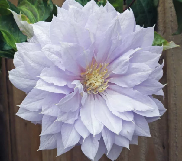Clematis 'Belle of Woking', Early Large-Flowered Clematis Belle of Woking, Pink Clematis, White Clematis, group 2 clematis, pink clematis, Clematis Vine, Clematis Plant, Flower Vines, Clematis Flower, Clematis Pruning