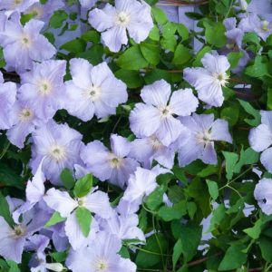 Clematis 'Blue Angel', Clematis 'Blue Angel', Clematis Viticella 'Blekitny Aniol', Clematis 'Blekitny Aniol', group 3 clematis, purple clematis, blue Clematis