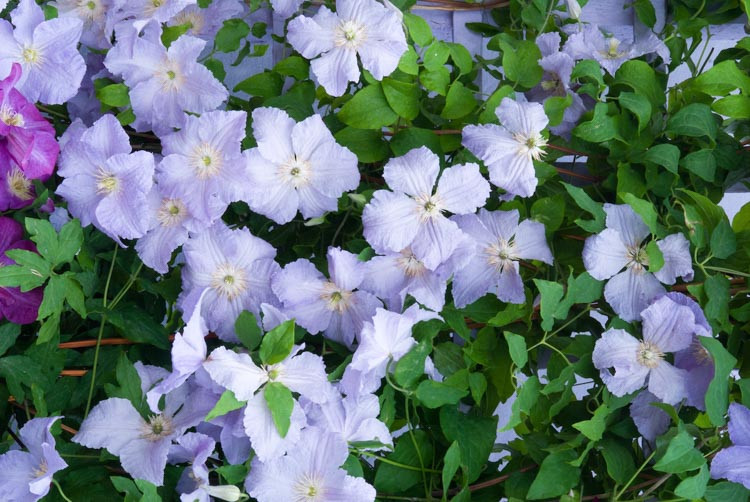 Clematis 'Blue Angel', Clematis 'Blue Angel', Clematis Viticella 'Blekitny Aniol', Clematis 'Blekitny Aniol', group 3 clematis, purple clematis, blue Clematis