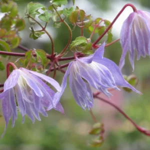 Clematis Blue-Dancer, Clematis alpina, Atragene Clematis, group 1 clematis, Small-flowered Clematis, blue clematis, Clematis Vine, Clematis Plant, Flower Vines, Clematis Flower, Clematis Pruning