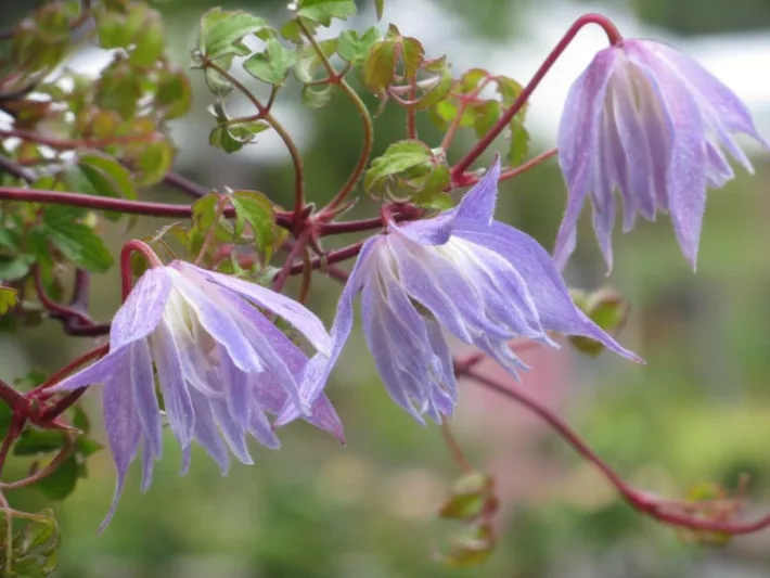 Clematis Blue-Dancer, Clematis alpina, Atragene Clematis, group 1 clematis, Small-flowered Clematis, blue clematis, Clematis Vine, Clematis Plant, Flower Vines, Clematis Flower, Clematis Pruning