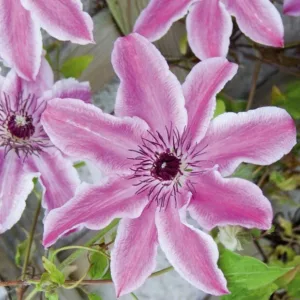 Clematis 'Carnaby', Large-Flowered Clematis 'Carnaby', group 2 clematis, Lavender clematis, Pink Clematis, Purple Clematis, Clematis Vine, Clematis Plant, Flower Vines, Clematis Flower, Clematis Pruning,