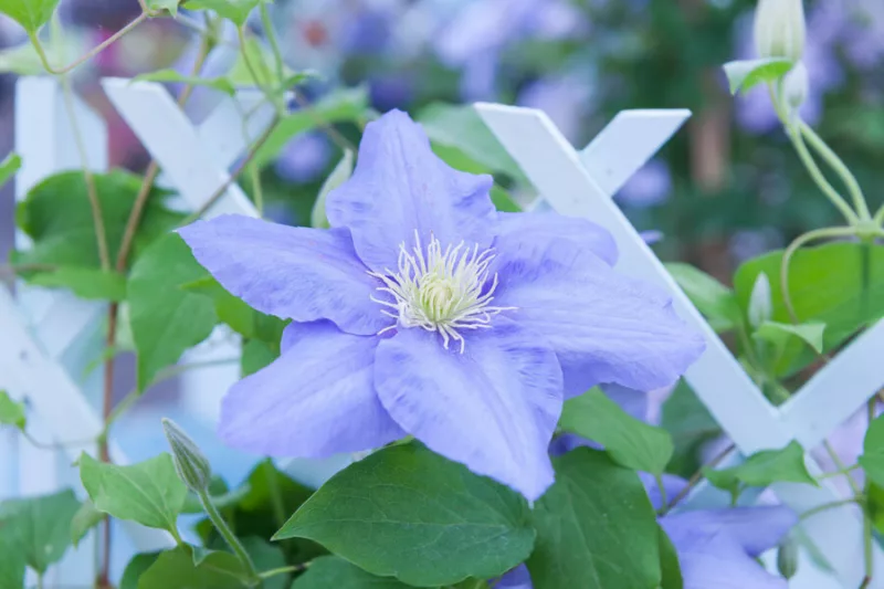 Clematis 'Cezanne', Early Large-Flowered Clematis 'Cezanne', group 2 clematis, Fragrant clematis, blue clematis, Clematis Vine, Clematis Plant, Flower Vines, Clematis Flower, Clematis Pruning