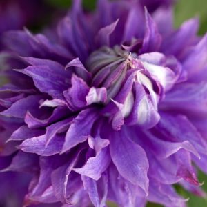 Clematis 'Diamantina', Large-Flowered Clematis 'Diamantina', Clematis 'Evipo039', group 2 clematis, Double clematis, Lavender clematis, Blue Clematis, Purple Clematis, Clematis Vine, Clematis Plant, Flower Vines, Clematis Flower, Clematis Pruning,