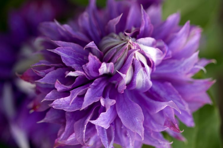 Clematis 'Diamantina', Large-Flowered Clematis 'Diamantina', Clematis 'Evipo039', group 2 clematis, Double clematis, Lavender clematis, Blue Clematis, Purple Clematis, Clematis Vine, Clematis Plant, Flower Vines, Clematis Flower, Clematis Pruning,