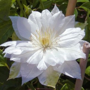 Clematis 'Duchess of Edinburgh', Large-Flowered Clematis Duchess of Edinburgh, group 2 Clematis, White Clematis, Cream Clematis, Clematis Vine, Clematis Plant, Flower Vines, Clematis Flower, Clematis Pruning
