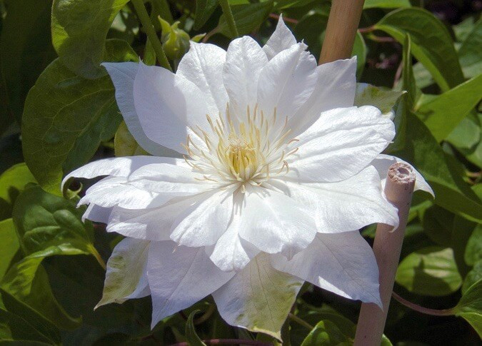 Clematis 'Duchess of Edinburgh', Large-Flowered Clematis Duchess of Edinburgh, group 2 Clematis, White Clematis, Cream Clematis, Clematis Vine, Clematis Plant, Flower Vines, Clematis Flower, Clematis Pruning
