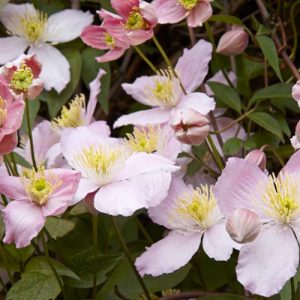 Clematis Elizabeth, Clematis montana 'Elizabeth', Clematis montana var. rubens 'Elizabeth', group 1 clematis, fragrant clematis, scented clematis, Clematis montana Rubens, Pink clematis, disease resistant clematis