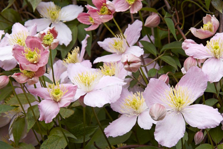 Clematis Elizabeth, Clematis montana 'Elizabeth', Clematis montana var. rubens 'Elizabeth', group 1 clematis, fragrant clematis, scented clematis, Clematis montana Rubens, Pink clematis, disease resistant clematis