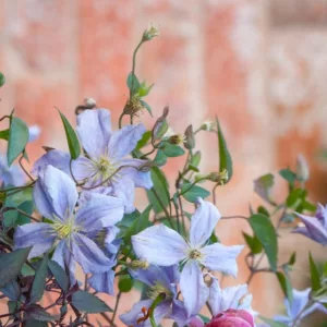 Clematis 'Emilia Plater', Clematis Viticella 'Emilia Plater', group 3 clematis, purple clematis, Blue clematis, lavender clematis, Viticella clematis