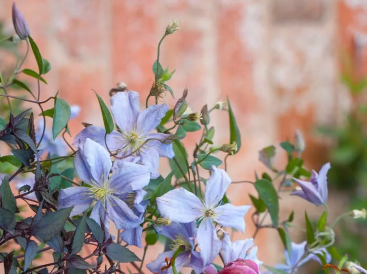 Clematis 'Emilia Plater', Clematis Viticella 'Emilia Plater', group 3 clematis, purple clematis, Blue clematis, lavender clematis, Viticella clematis