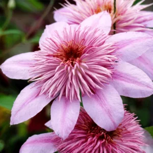 Clematis 'Empress', Large-Flowered Clematis 'Empress', Clematis 'Evipo011', group 2 clematis, Double clematis, pink Clematis, Clematis Vine, Clematis Plant, Flower Vines, Clematis Flower, Clematis Pruning,