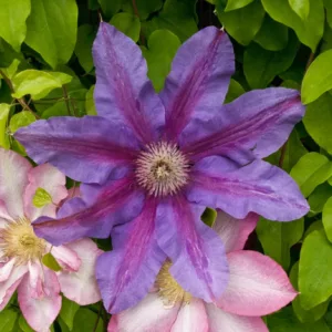 Clematis 'Fireworks', Early Large-Flowered Clematis Fireworks, Purple Clematis, Purple Clematis, group 2 clematis, pink clematis, Clematis Vine, Clematis Plant, Flower Vines, Clematis Flower, Clematis Pruning