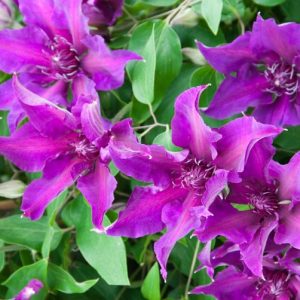 Clematis 'Fleuri', Early Large-Flowered Clematis 'Fleuri', Clematis 'Evipo042', group 2 clematis, purple clematis, Clematis Vine, Clematis Plant, Flower Vines, Clematis Flower, Clematis Pruning