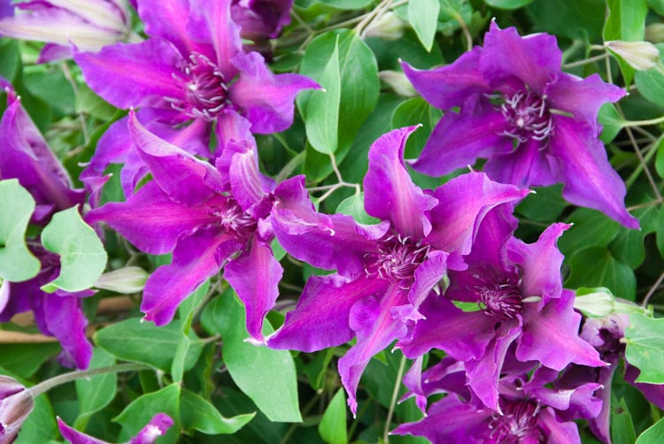 Clematis 'Fleuri', Early Large-Flowered Clematis 'Fleuri', Clematis 'Evipo042', group 2 clematis, purple clematis, Clematis Vine, Clematis Plant, Flower Vines, Clematis Flower, Clematis Pruning