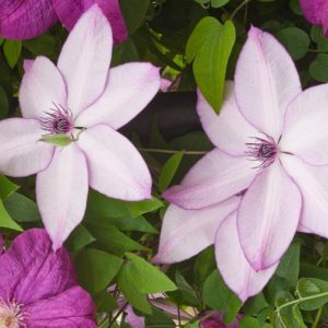 Clematis 'Fond Memories', Large-Flowered Clematis 'Fond Memories', group 3 clematis, Pink clematis, Clematis Vine, Clematis Plant, Flower Vines, Clematis Flower, Clematis Pruning